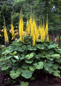 Ligularia stenocephala 'The Rocket'